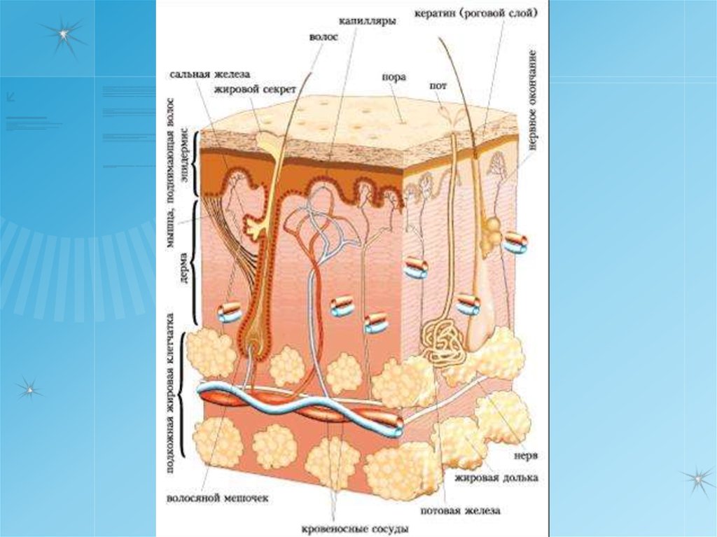 Кожа анатомия человека презентация