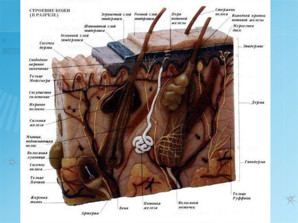 Анатомия кожи презентация