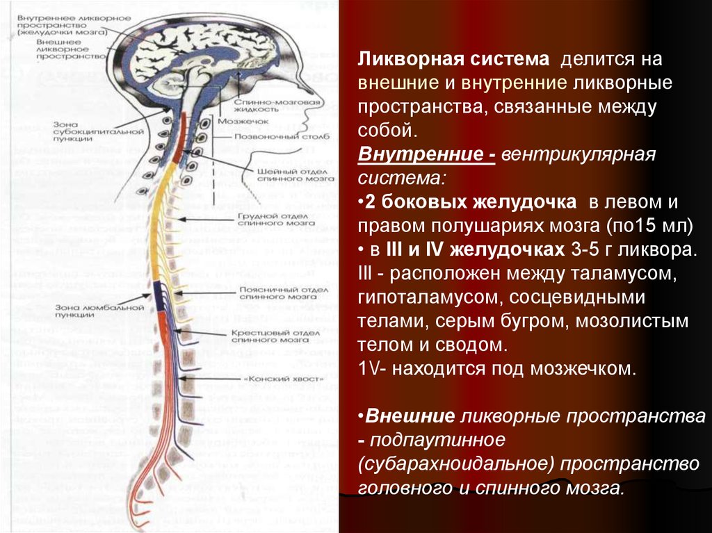 Ликворные изменения мозга. Ликворная система спинного мозга; циркуляция ликвора;. Циркуляция ликвора анатомия схема. Ликворной системе головного мозга. Ликворная система ЦНС желудочки.