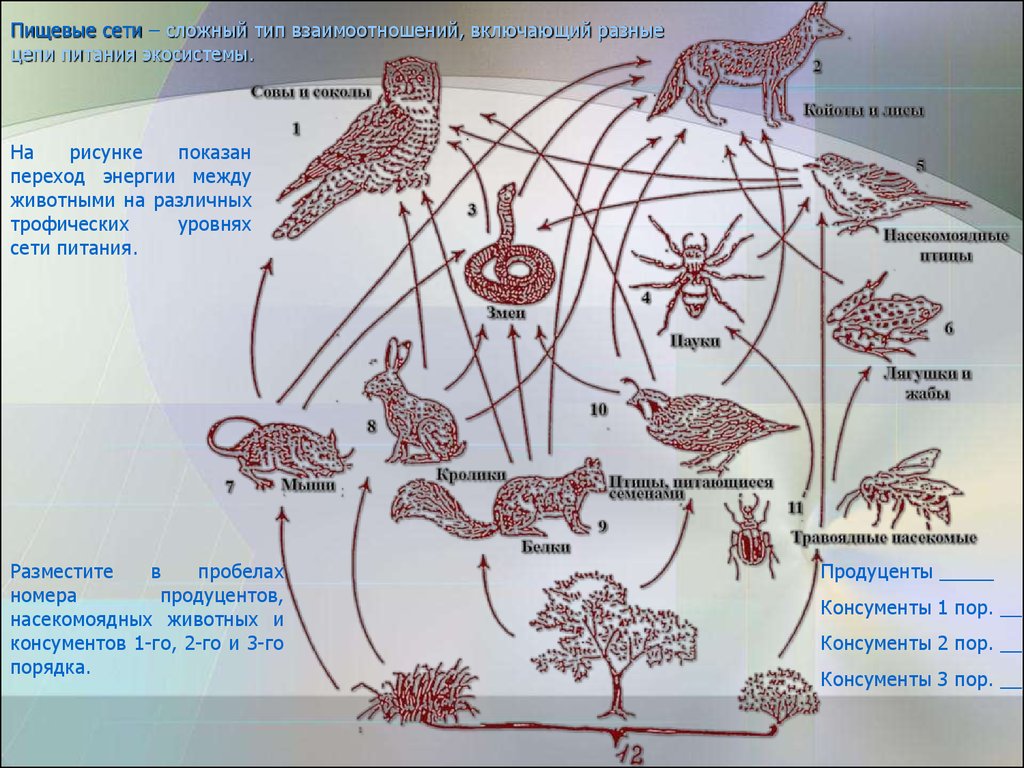 Составить сеть питания. Сеть питания биология 5 класс. Пищевая сеть это в биологии. Трофическая (пищевая) сеть. Трофические связи сети питания.
