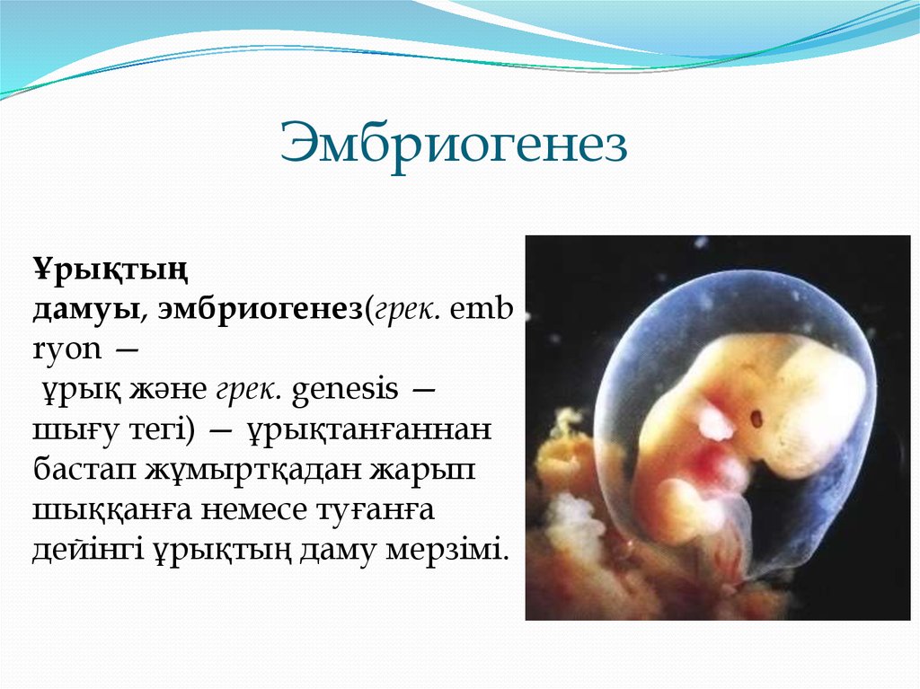 Онтогенез существует. 23. Онтогенез.. Эмбриогенез. Эмбриональный онтогенез. Эмбриональное развитие эмбриогенез.