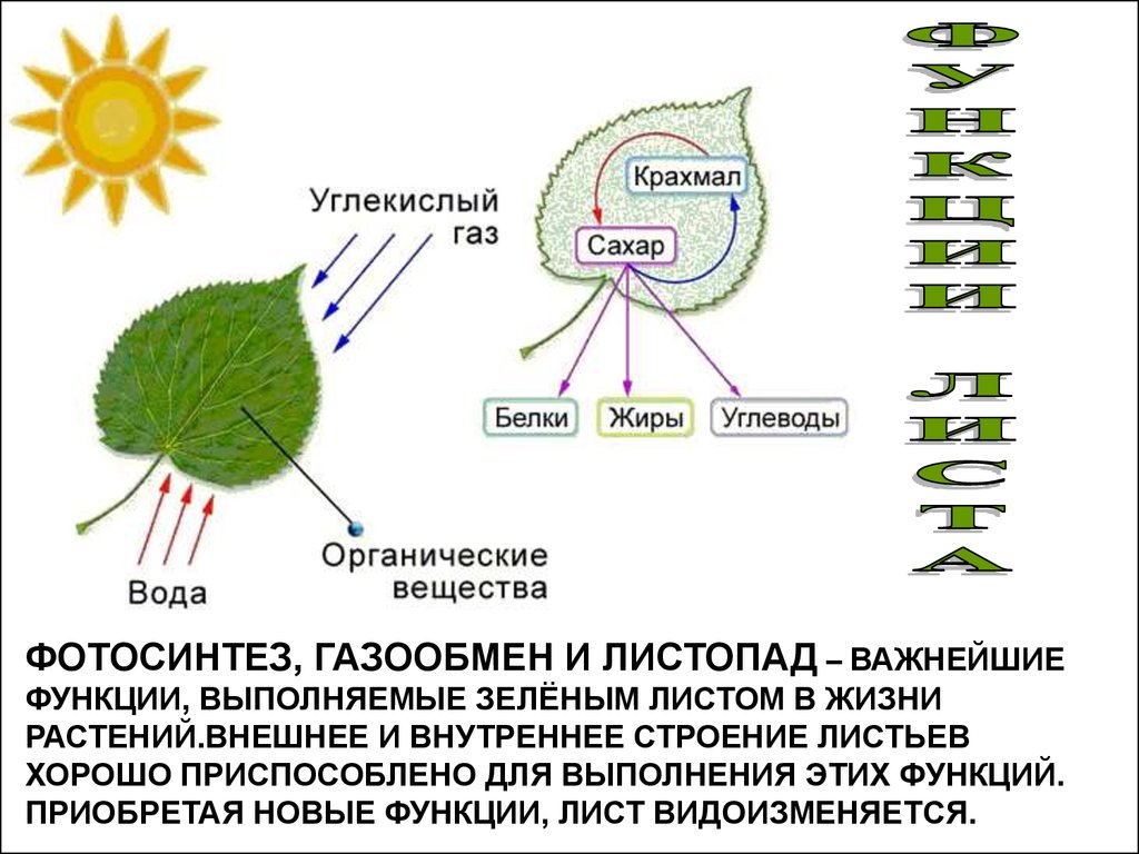 Вода выделяется при фотосинтезе. Фотосинтез листа схема. Строение листа фотосинтез. Фотосинтез у растений 6 класс биология у листа.