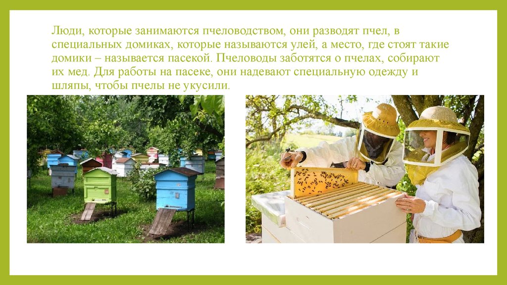 Что делает пчеловод. Пчелы пасека. Пасека пчел для детей. Пасека в детском саду. Пчелы проектная работа.
