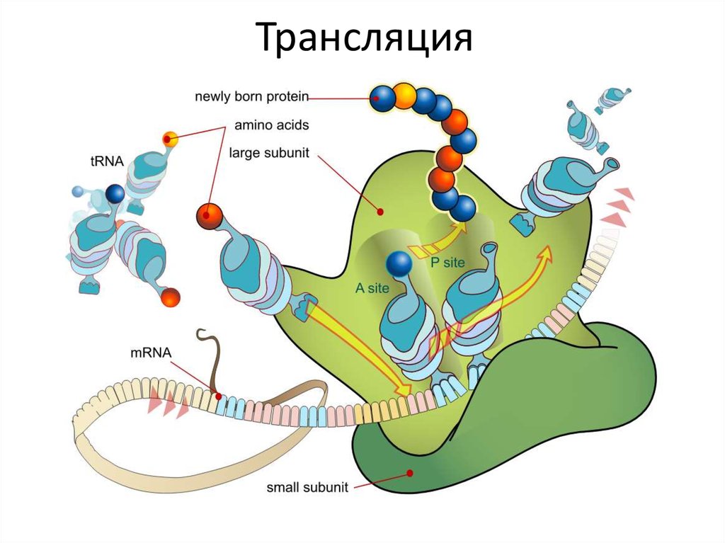 Трансляция