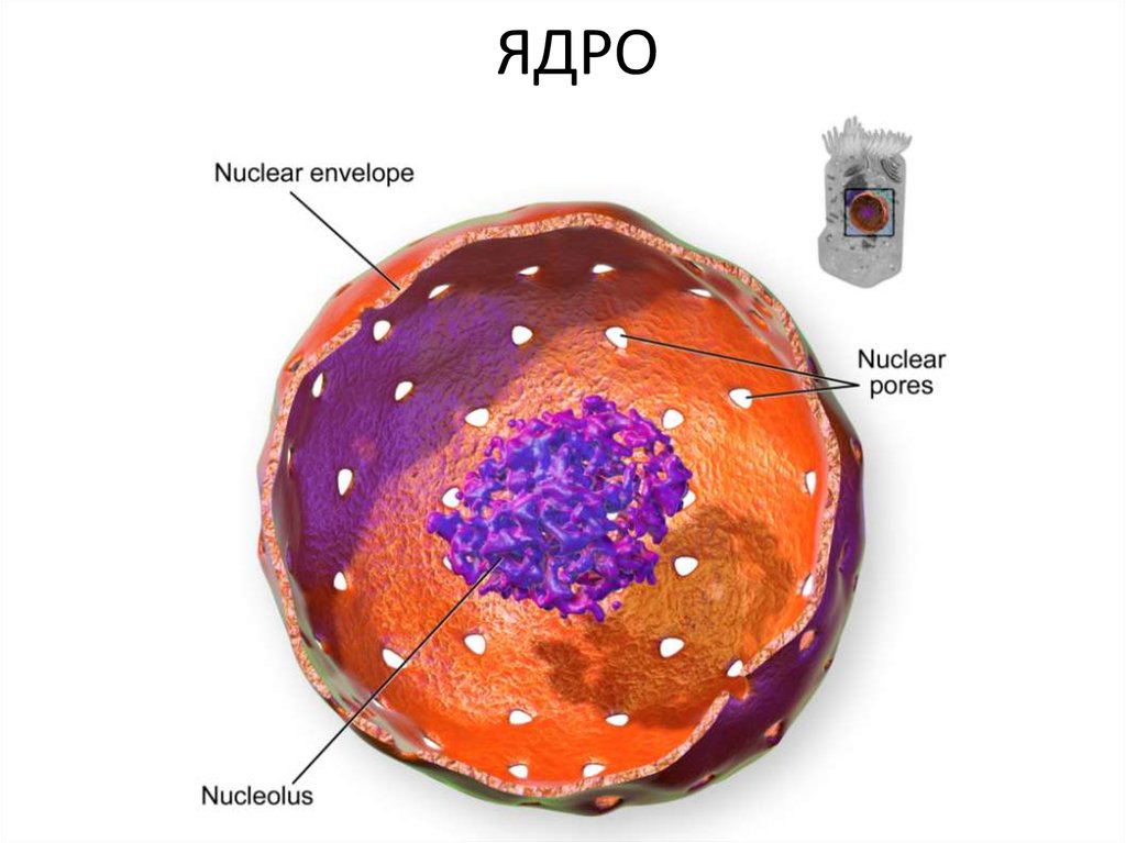 ЯДРО