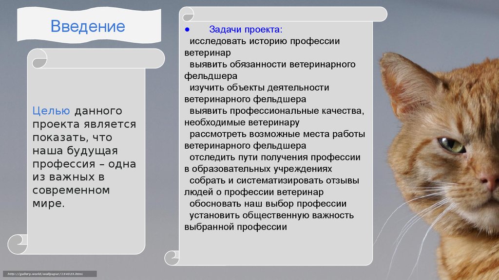 Мой профессиональный выбор творческий проект 8 класс ветеринар