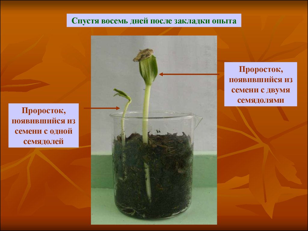 Условия прорастания семян презентация