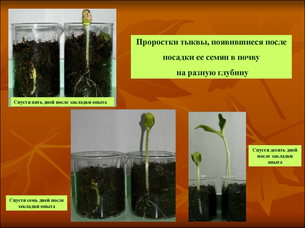 Биология 6 класс прорастание семян презентация 6 класс