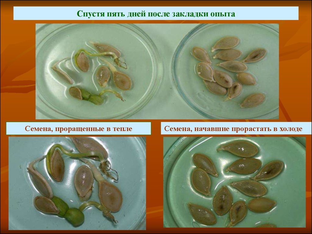 Проект по биологии 6 класс на тему прорастание семян фасоли