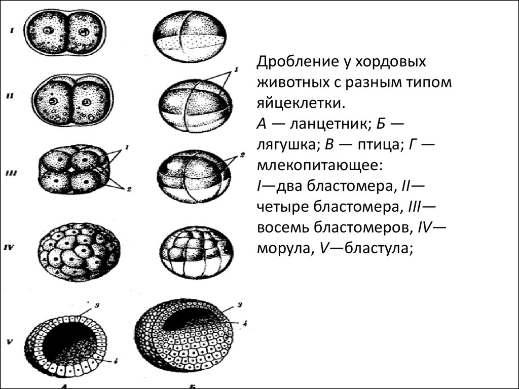 Дробление зиготы рисунок