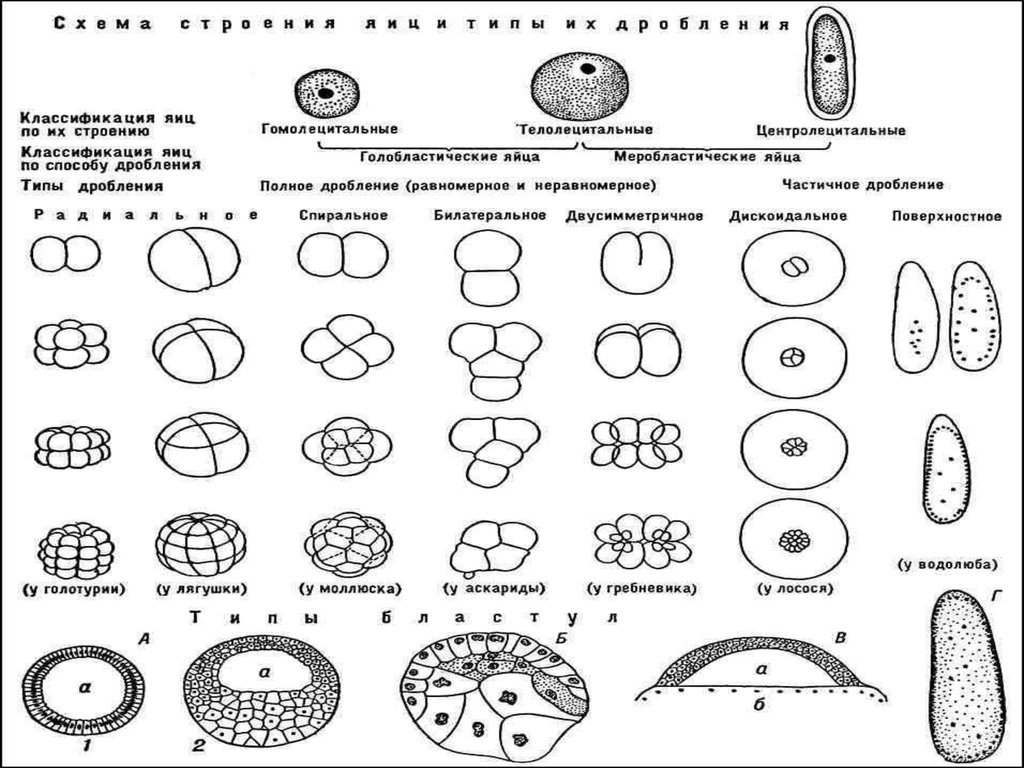 Дробление яйца. Типы дробления и типы бластул. Типы дробления у животных. Основные типы дробления и соответствующие им типы бластул. Классификация яйцеклеток по количеству желтка Тип дробления.