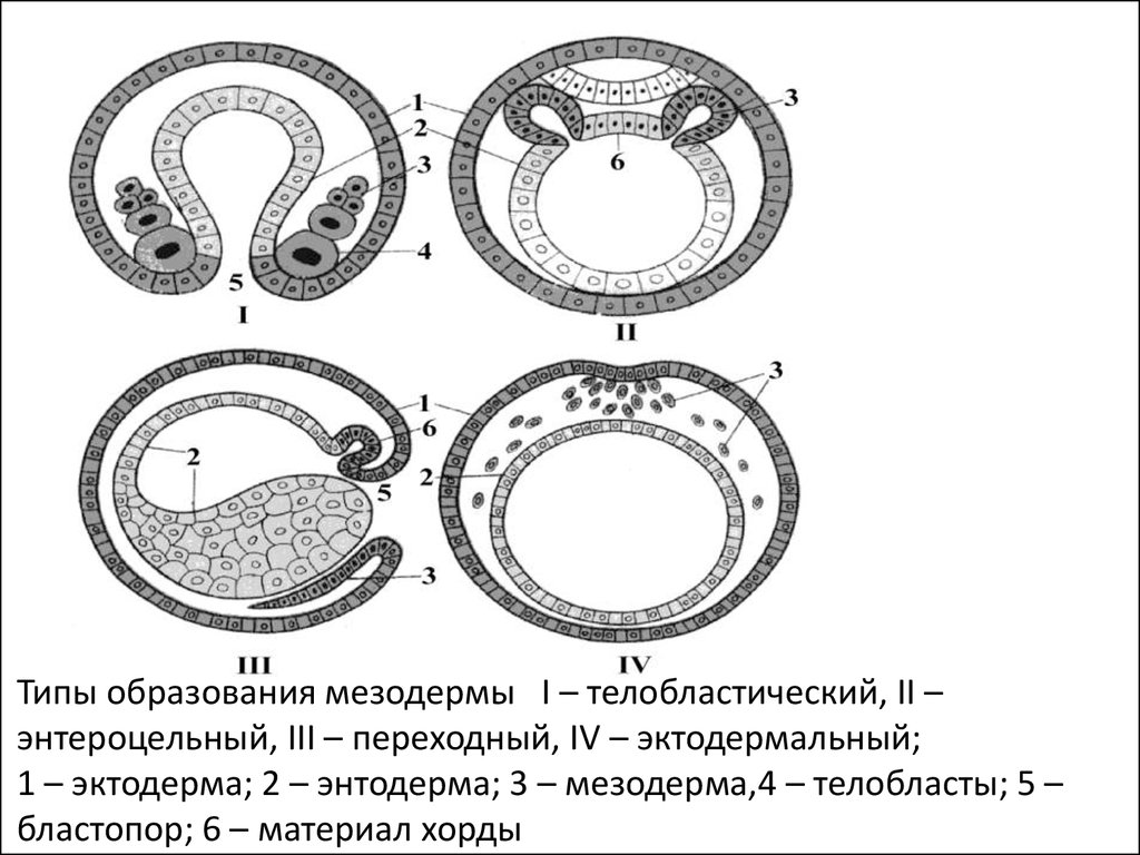 Вторичная полость тела на схеме эмбриогенеза