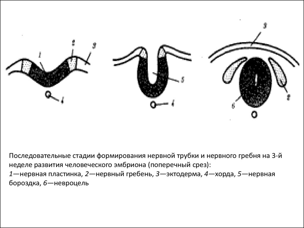 Развития нервной. Стадии образования нервной трубки. Этапы развития нервной трубки. Стадии формирования нервной трубки. Этапы формирования нервной трубки.