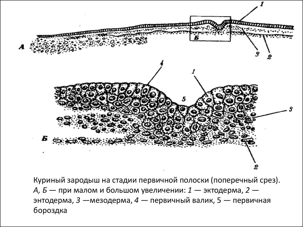 Первичный узелок. Куриный зародыш на стадии первичной полоски. Первичная полоска гистология. Первичная полоска зародыша курицы поперечный срез. Поперечный разрез зародыша курицы на стадии первичной бороздки.