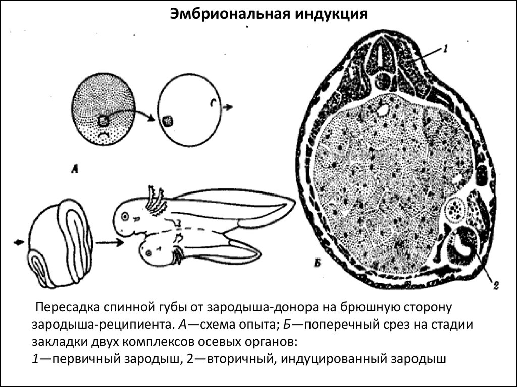 Эмбриональная индукция. Ганс Шпеман эмбриональная индукция. Опыт Шпемана эмбриональная индукция. Механизмы онтогенеза эмбриональная индукция. Схема эмбриональной индукции глаза Тритона.