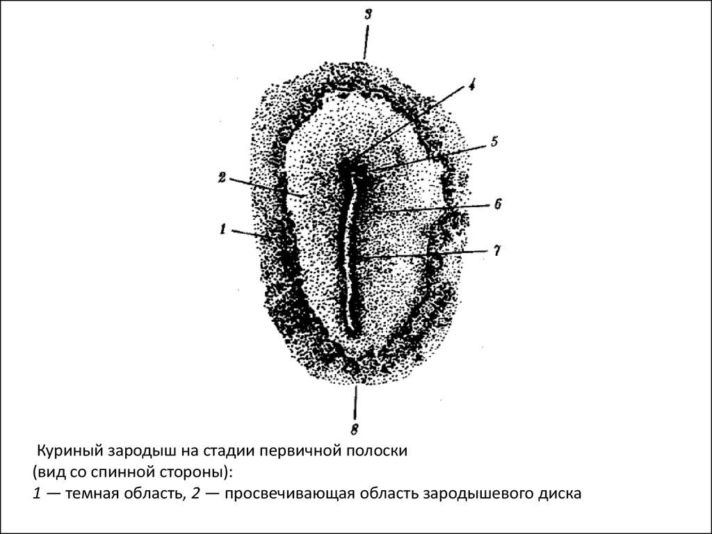 Зародышевый диск. Зародышевый щиток гистология препарат. Первичная полоска зародыша курицы Тотальный препарат. Зародыш курицы 16 часов инкубации препарат. Куриный зародыш на стадии первичной полоски.