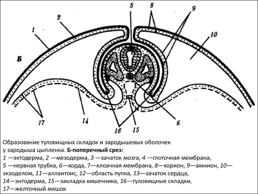 Эмбриогенез птиц схема