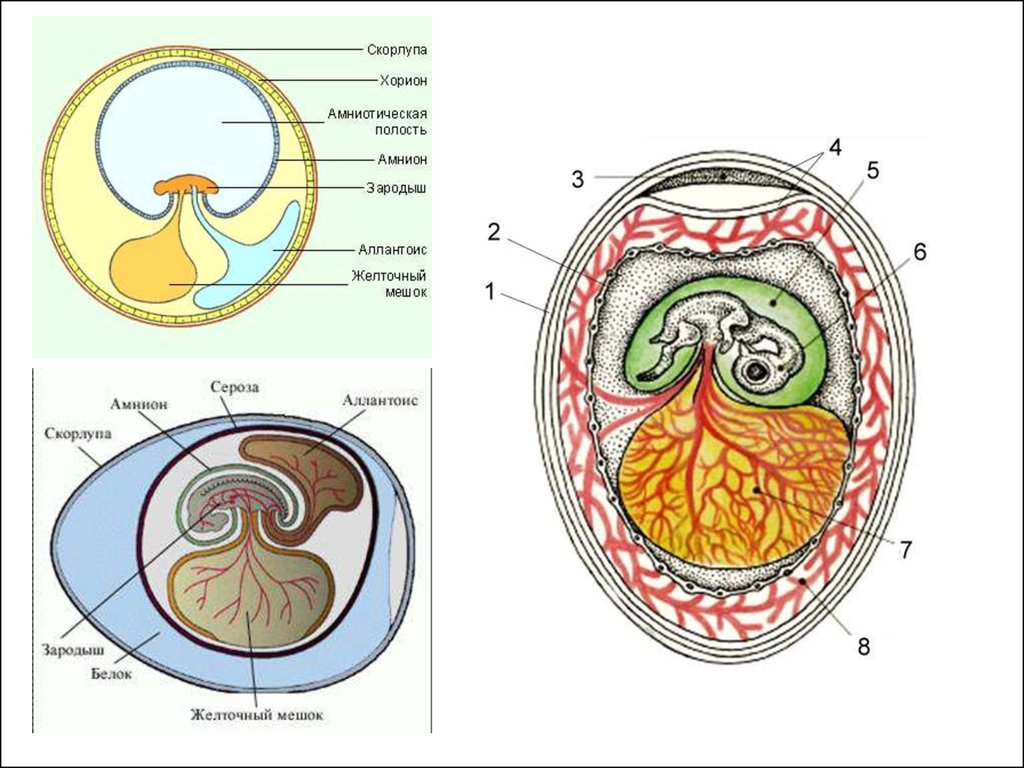 Строение яйца зародыша. Зародышевые оболочки амнион хорион и аллантоис. Строение яйца хорион амнион. Зародыш аллантоис, амнион хорион. Желточный мешок и аллантоис.
