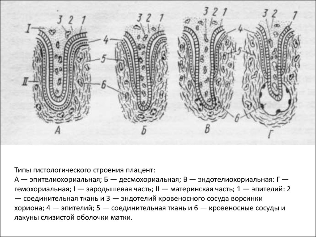 Типы плацент презентация