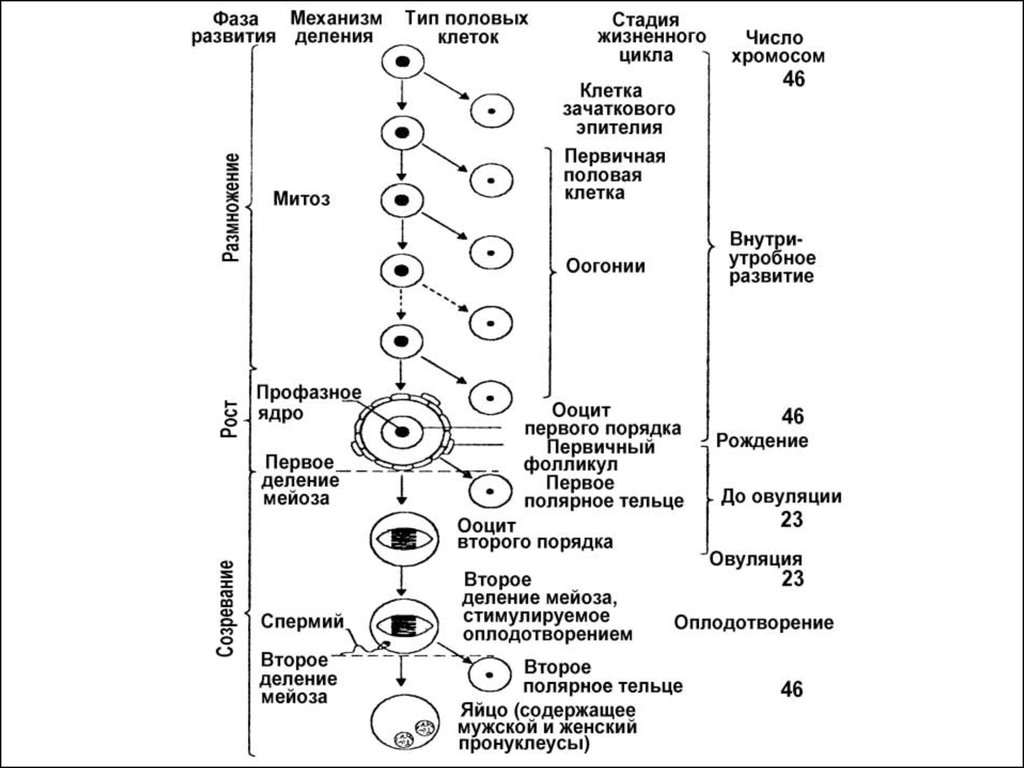 Развитие половых клеток растений и животных. Таблица стадии развития половых клеток. Стадии формирования половой клетки. Таблица этапов половых клеток. Схема развития половых клеток.