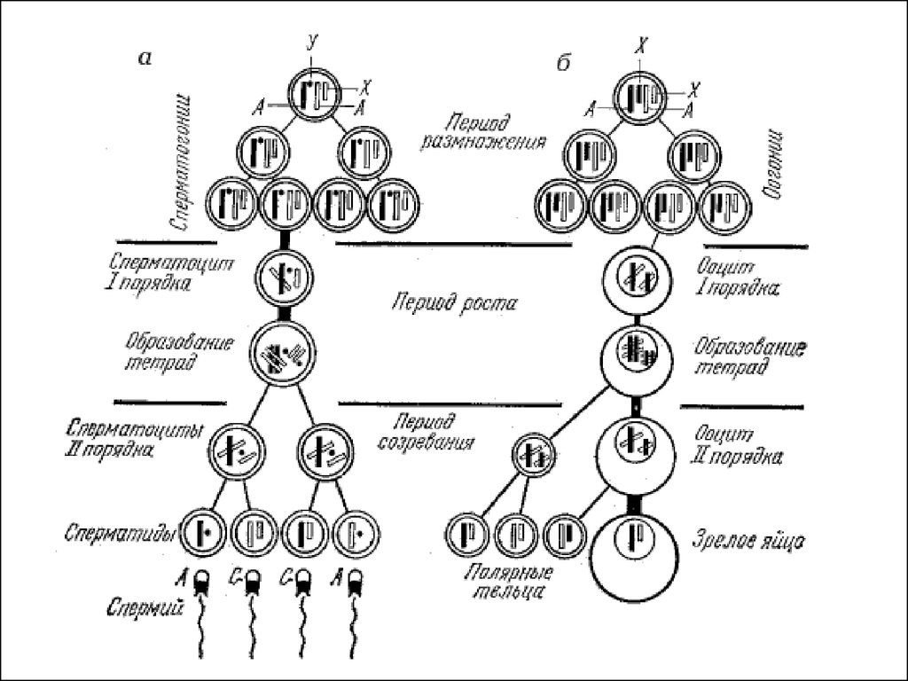 Схема оогенеза. Схема основных этапов сперматогенеза и овогенеза. Схема сперматогенеза и оогенеза. Овогенез схема и набор хромосом. Схема гаметогенеза и оогенеза.