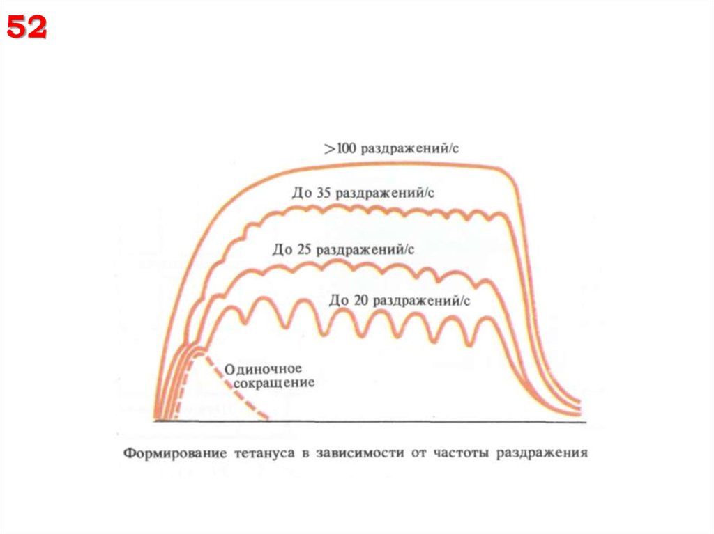 Частота сокращения мышц человека