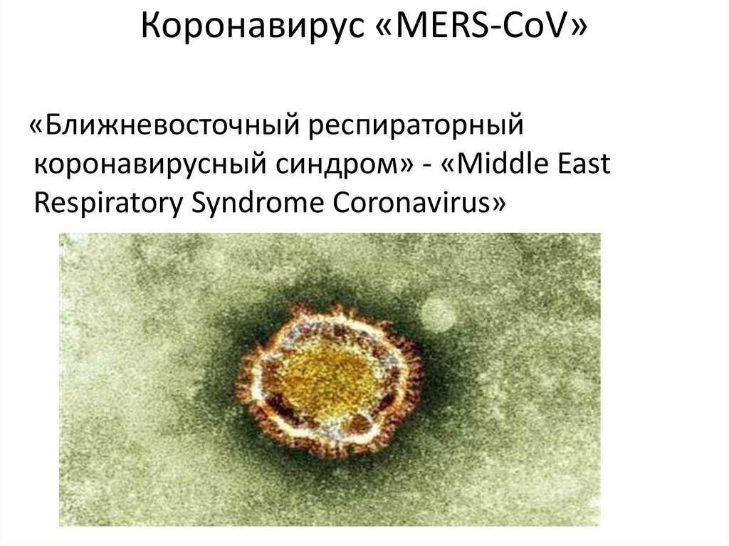 Может ли после коронавируса. Коронавирус. Ближневосточный респираторный синдром mers. Коронавирус ближневосточного респираторного синдрома. Коронавирус название.