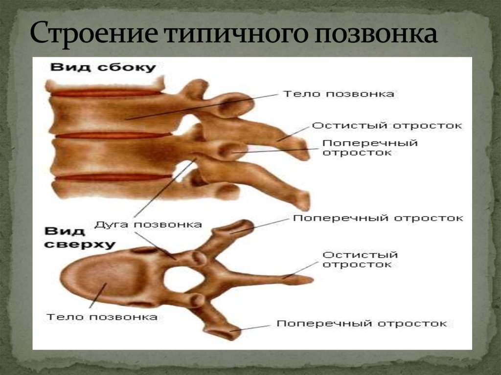 Позвонок строение. Строение позвонка. Типовое строение позвонка. Типичный позвонок. Строение типичных позвонков.