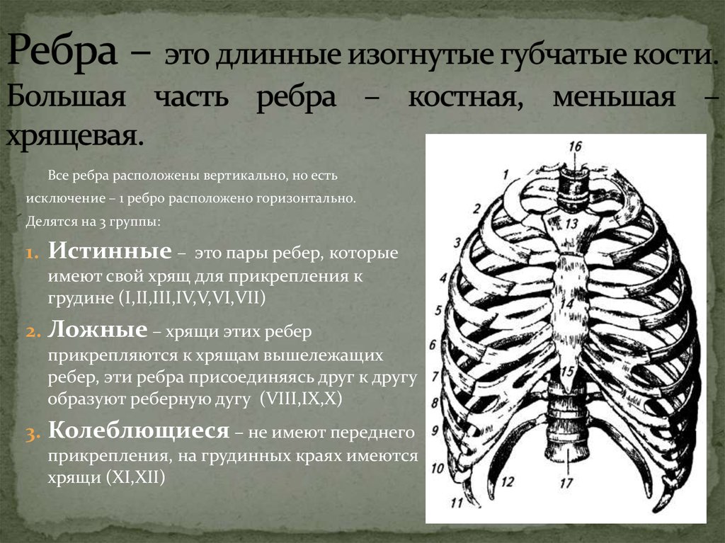 Расположены вертикально. Ребра истинные ложные колеблющиеся. Характеристика ребер. Ребра кратко. Особенности строения ребер.