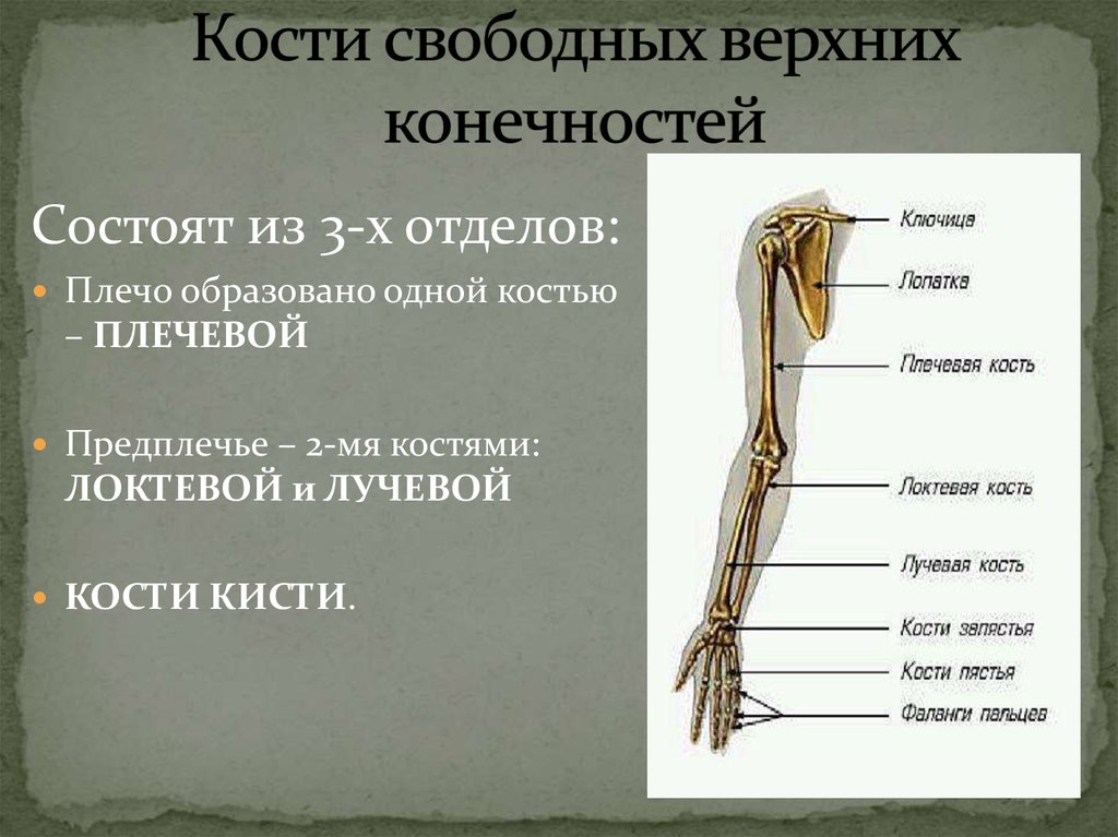 Какой отдел скелета образует кости. Отделы скелета верхней конечности. Строение скелета верхней конечности (отделы и кости). Скелет свободной верхней конечности плечевая кость. Кости свободной верхней конечности человека.