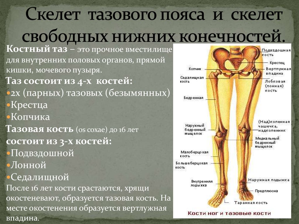 Кости таза строение соединение. Скелет тазового пояса нежный конечнести. Скелет нижней конечности тазовая кость пояс. Кости нижней конечности анатомия тазовая кость. Пояс нижней конечности тазовая кость.