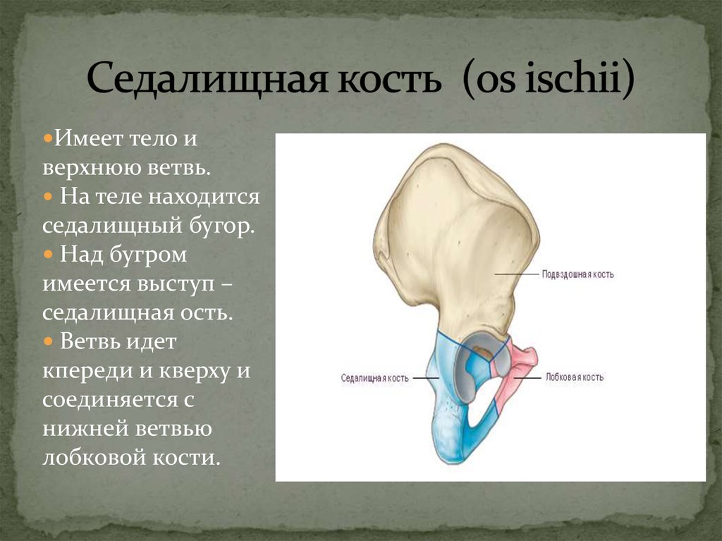 Скелет человека седалищная кость