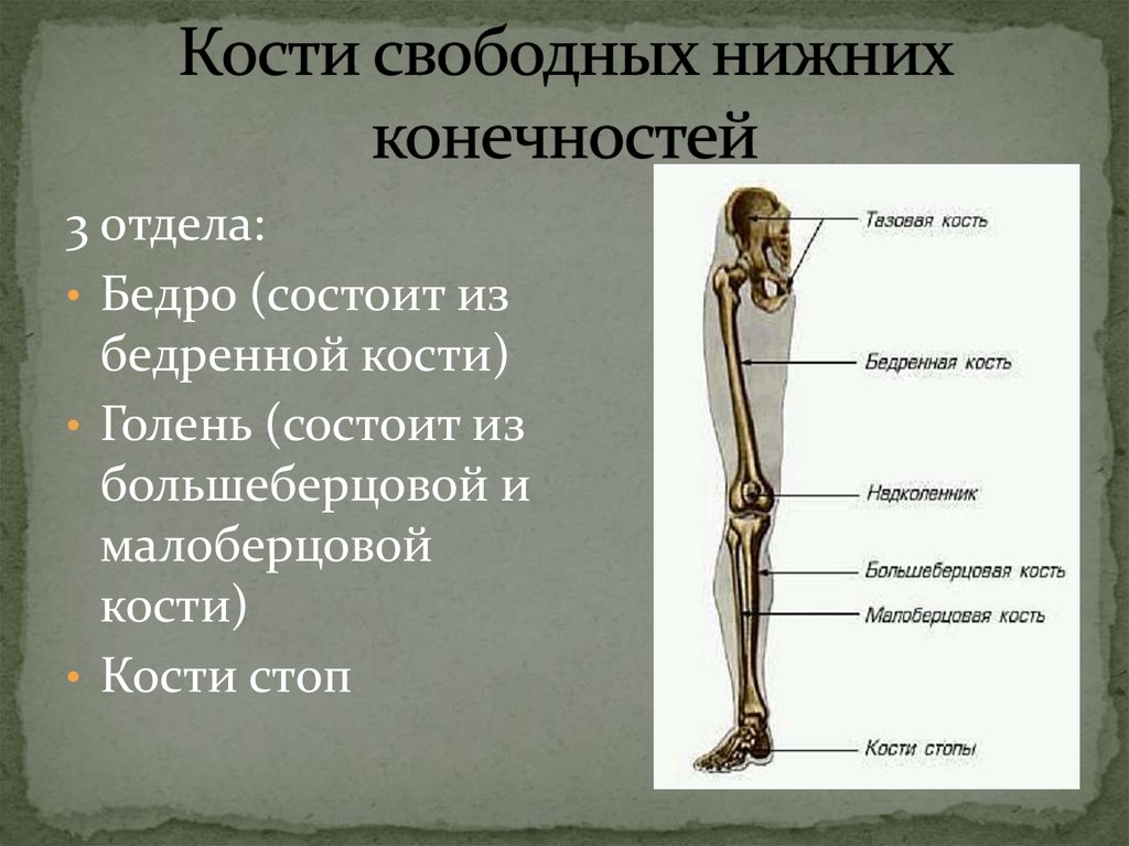 Бедренная отдел скелета. Отделы и кости свободной нижней конечности. Строение скелета свободной нижней конечности. Кости образующие скелет нижней конечности. Отделы скелета нижней конечности.