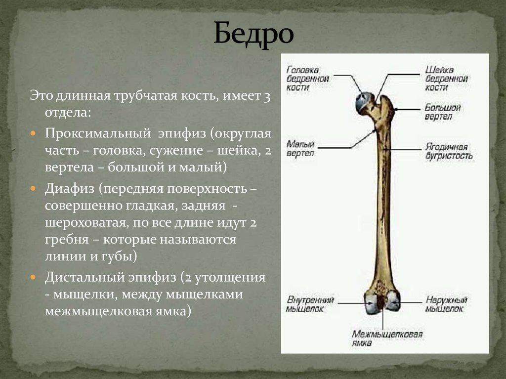 Какое строение имеют кости. Костная структура головки бедренной кости. Диафиз метафиз бедренной кости. Эпифиз метафиз диафиз бедренной кости. Диафиз бедренной кости анатомия.