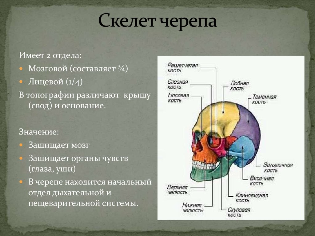 Мозговая лицевая часть черепа. Кости лицевого отдела черепа анатомия. Строение черепа мозговой и лицевой отделы. Свод черепа и основание черепа. Кости черепа 2 отдела.