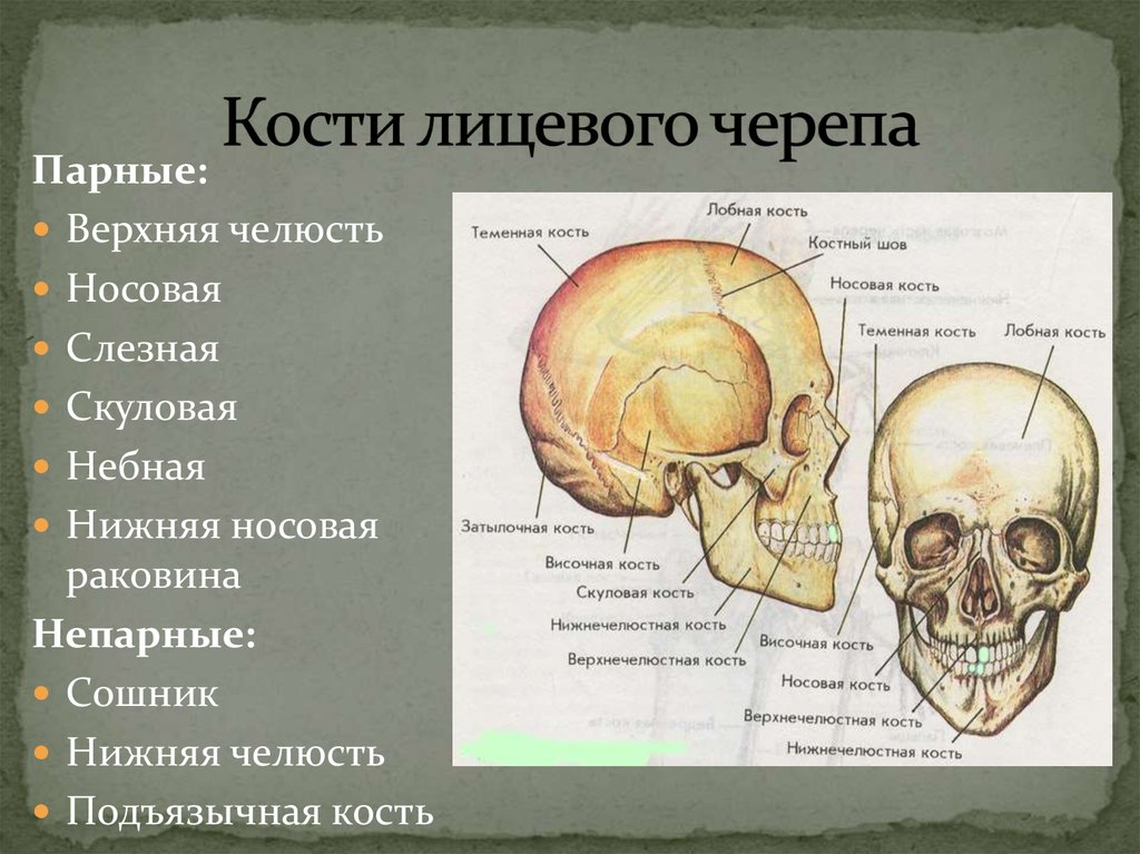 Черепно мозговую кость. Кости лицевого отдела черепа сбоку. Кости лицевого отдела черепа анатомия. Парные кости лицевого черепа. Парные и непарные кости лицевого отдела черепа.