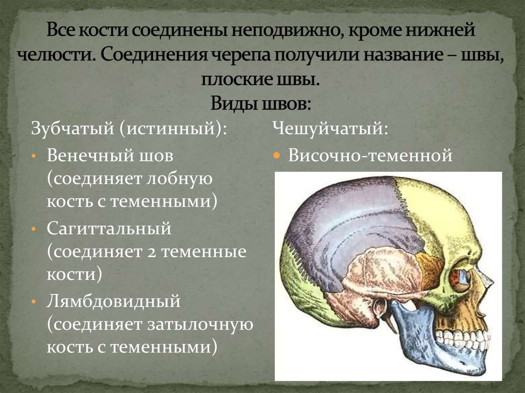Все кости черепа соединены друг с другом. Тип соединения костей мозгового черепа. Швы соединяющие кости свода черепа. Венечный шов соединяет кости черепа. Соединения костей черепа швы роднички.