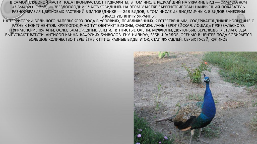 В самой глубокой части пода произрастают гидрофиты, в том числе редчайший на Украине вид — Damasonium