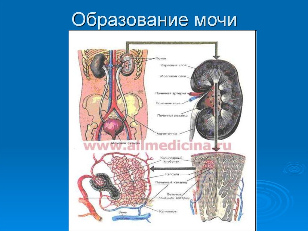 Как вода из желудка попадает в почки схема