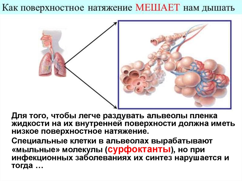 Жидкости поверхностные явления. Мыльная молекула. Поверхностное натяжение жидкости в альвеолах. Поверхностно молекулярные явления. Пленка жидкости в альвеолах.