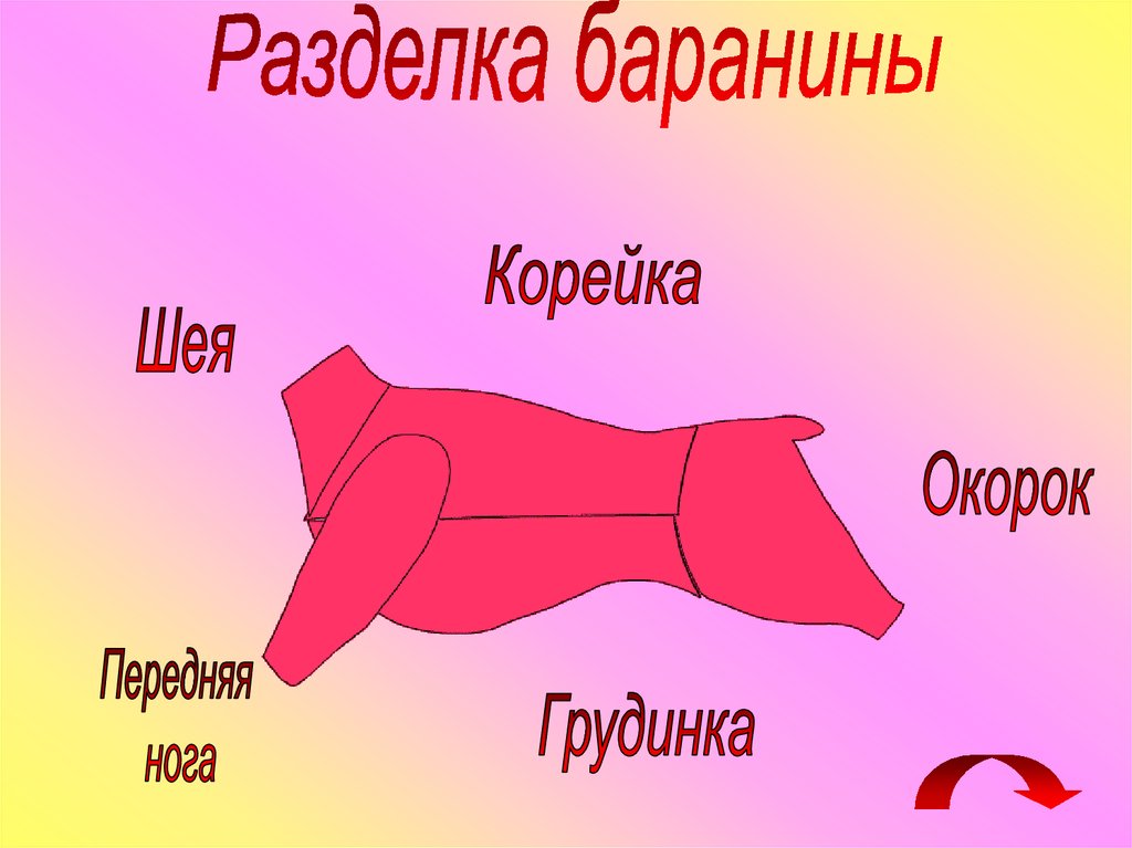 Части баранины. Разделка баранины на части. Схема разделки баранины. Схема разделки бараньей туши. Кулинарный разруб бараньей туши.