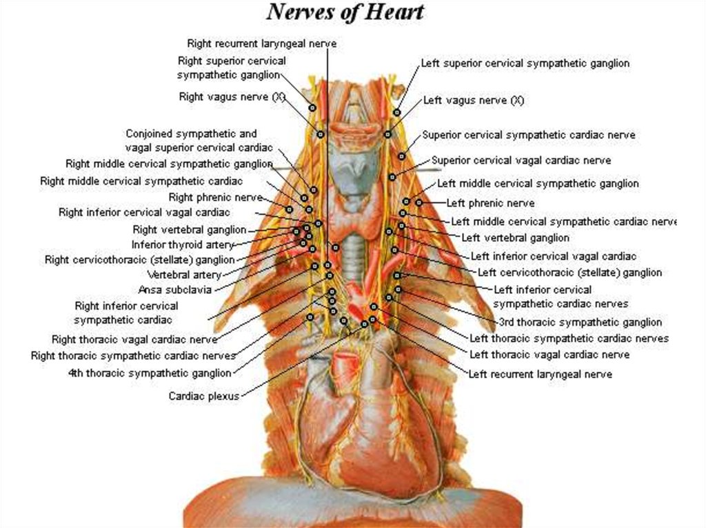 Нервное сердце. Нервы сердца. Нерв сердца. Шейные сердечные нервы. Нервы средостения.