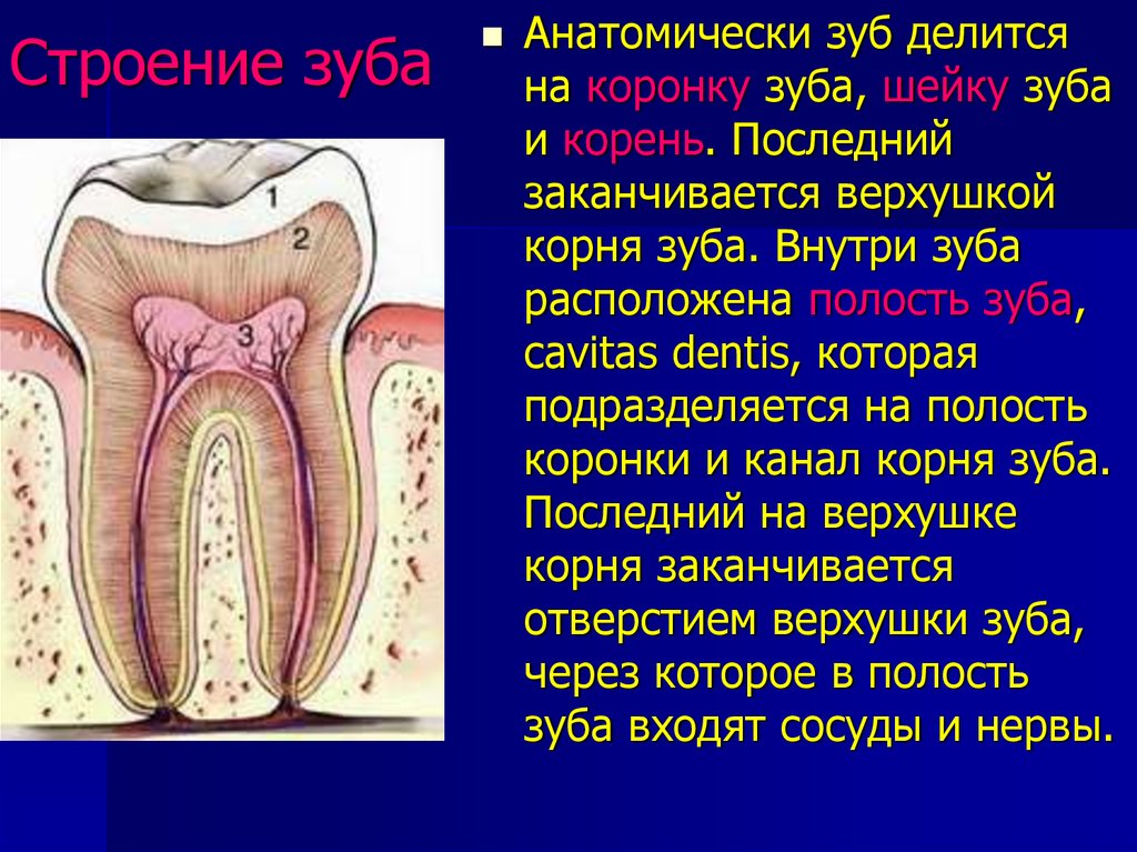 Какую функцию выполняет шейка зуба. Строение зуба. Анатомическая и клиническая коронка зуба. Зубы анатомия.