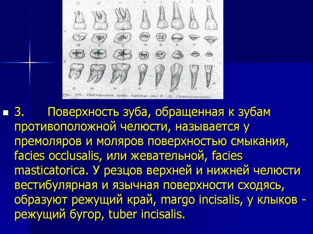 Идеальная схема окклюзионных контактов моляров и премоляров