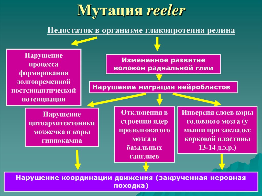 Генетические основы поведения