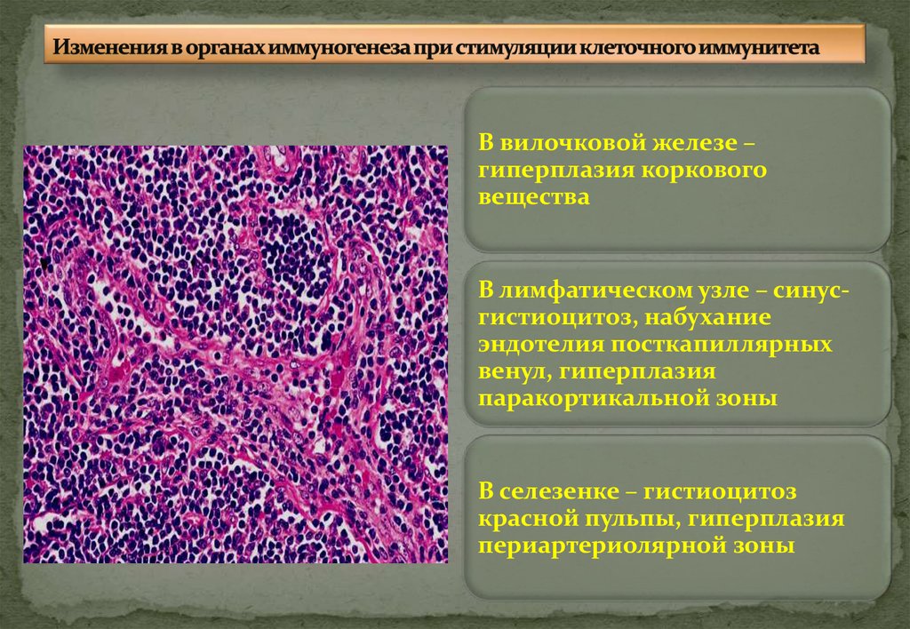 Реактивная гиперплазия лимфоузла. Морфологические изменения органов это. Структурные изменения в органах иммунитета. Изменения тимуса при нарушениях иммуногенеза. Морфология нарушений иммуногенеза.