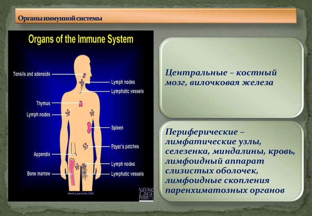 Иммунные органы организма