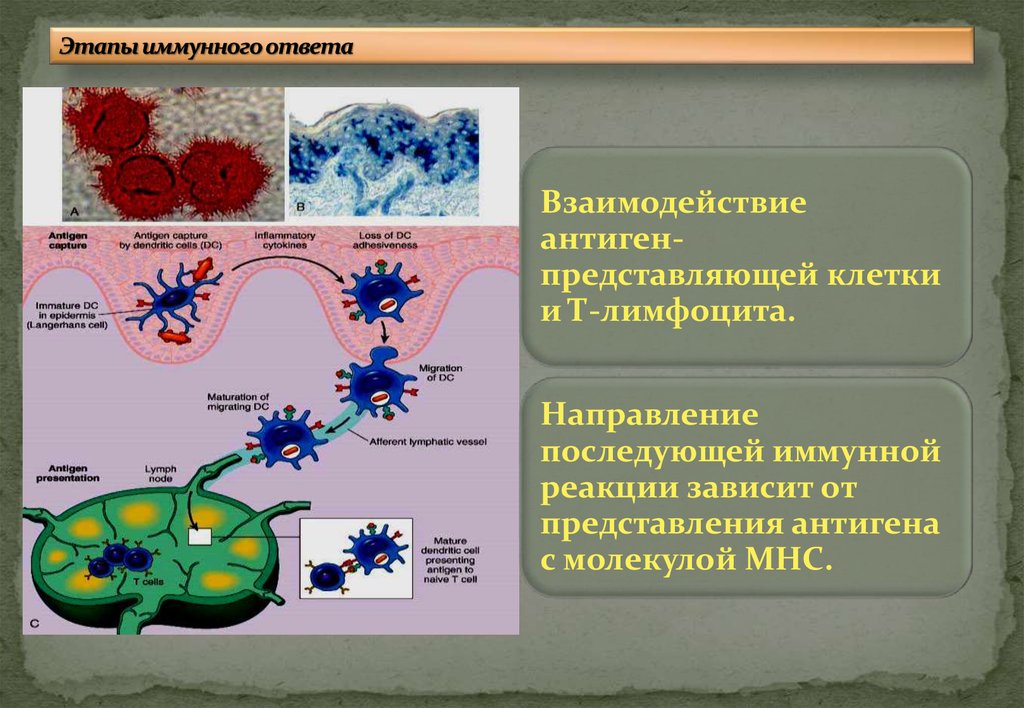 Иммунный ответ индуцируют. Фазы адаптивного иммунного ответа иммунология. Этапы иммунного ответа иммунология. Процессы индуктивной фазы иммунного ответа. Фазы врожденного иммунного ответа.