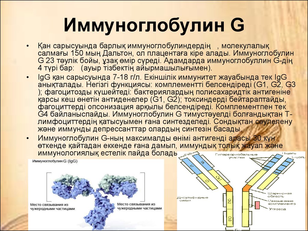 Анализ на иммуноглобулин м. Иммуноглобулин g характеризуется. Иммуноглобулин IGG норма. Иммуноглобулин класса g. Иммуноглобулины g и m.