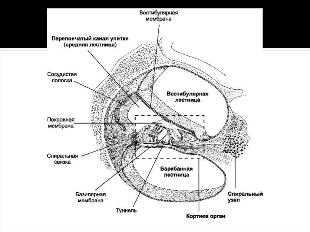 Таблица каналы улитки. Внутреннее ухо улитковый проток. Улитковый проток внутреннего уха анатомия. Схема строения улиткового протока. Строение внутреннего уха Кортиев орган.